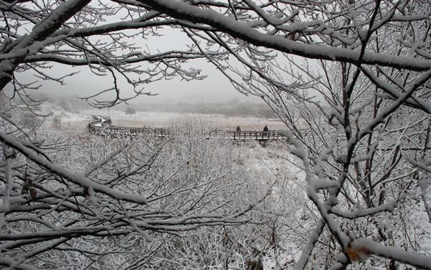 Snow flakes and sugar crystals