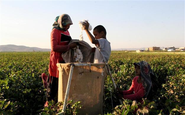 Şanlıurfa children skip school opening to work in cotton fields