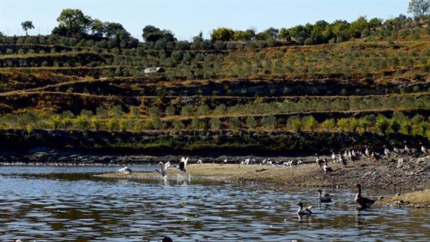 A sustainable model in the Aegean: Coal mine field converted to organic olive plantation