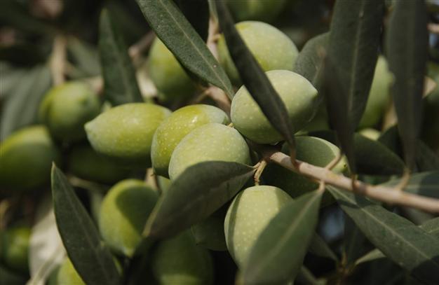 Olive oil price hike hits Turkey, may ‘trigger boycott’