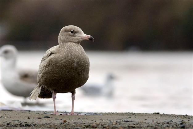 Birdwatchers flock to Rize to photograph glaucous gull, not seen in Turkey for 140 years