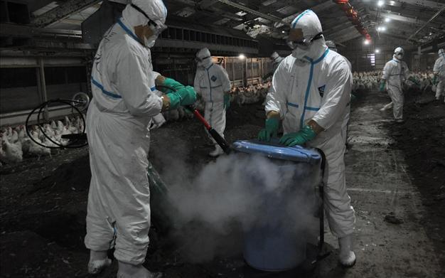 Japan culls 42,000 chickens after second bird flu outbreak