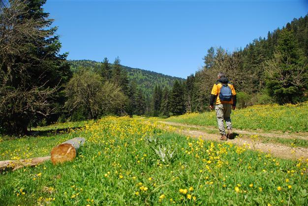 Turkey’s forests are growing, Forestry Ministry claims