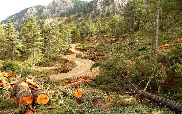 Activists protest razing of 800-year-old cedar trees for Antalya marble quarry