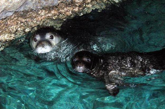 Experts call for protection of plant-stricken Marmara coast to preserve seals