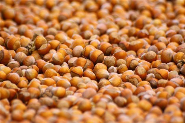 Turkish hazelnut export sales hit record high in 2014
