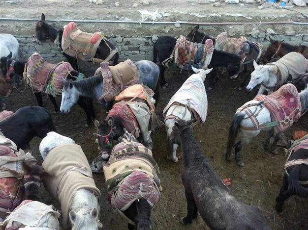 Mules slated for euthanization escape to Iran