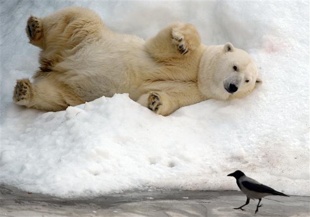 Migratory birds, fish and mammals get new UN protection