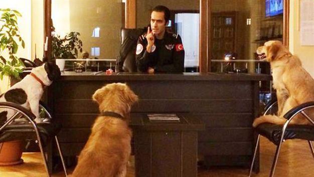 Turkish municipality adds three stray dogs to search unit