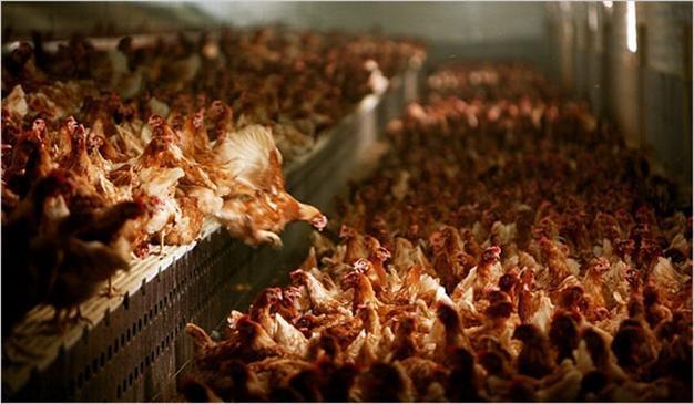 Turkey’s poultry sector faces risk of losing biggest export market