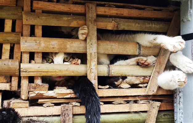 Thousands of seized cats feared buried alive in Vietnam