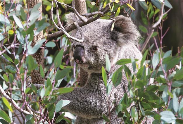 Hundreds of starving koalas legally killed in Australia