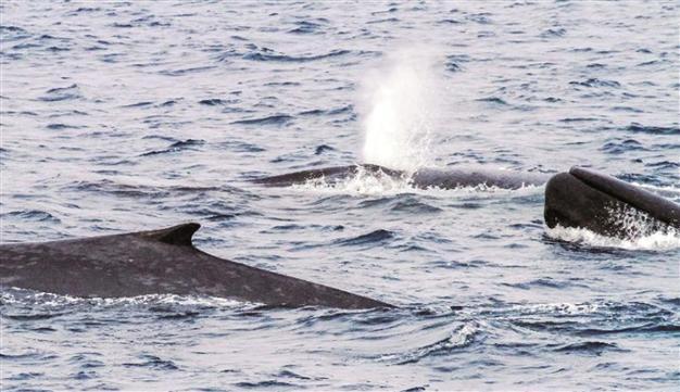Blue whales switch on Antarctic song