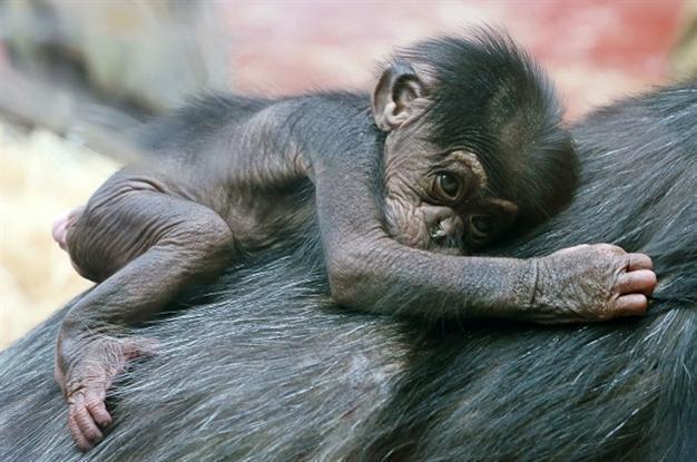 Chimps are people too: Lawyer