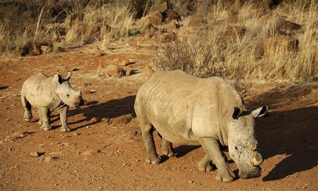 Horrific record 1,020 rhino killed in South Africa
