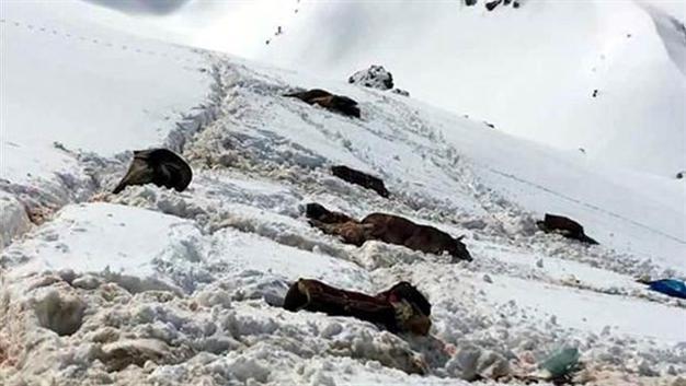 Mules ‘used in smuggling’ killed by soldiers in southeast