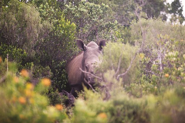 Poaching victim rhino gives birth