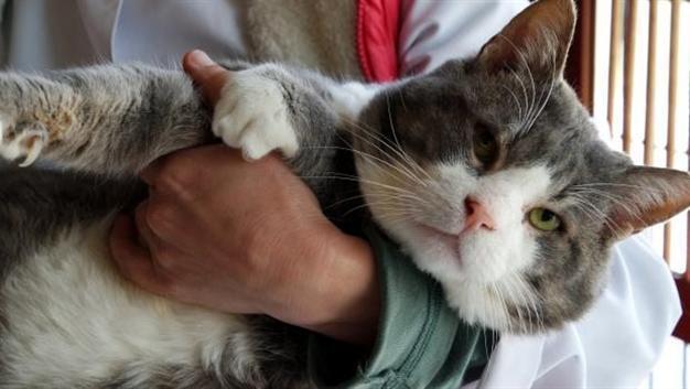 Obese cat in Turkey loses 5.5 kg in 4 months