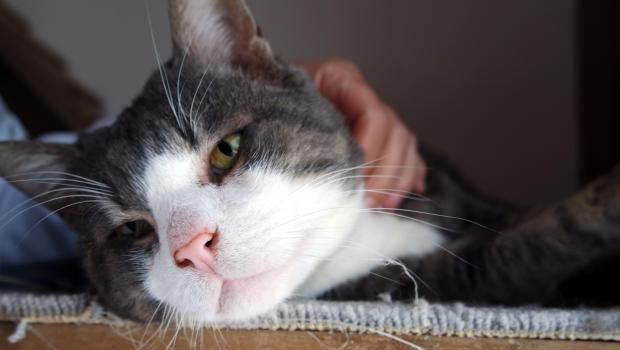 Obese cat in Turkey loses 5.5 kg in 4 months