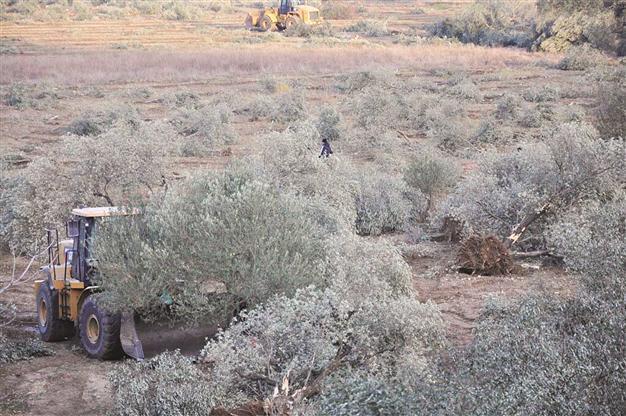 Company determines new area ‘without olive trees’ for power plant construction in Yırca
