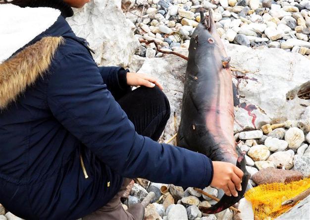 Dead baby dolphin found spearfished, burnt, cut in Turkey’s Bodrum province