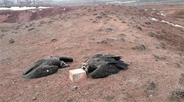 Vultures found mysteriously poisoned, dead in eastern Turkey