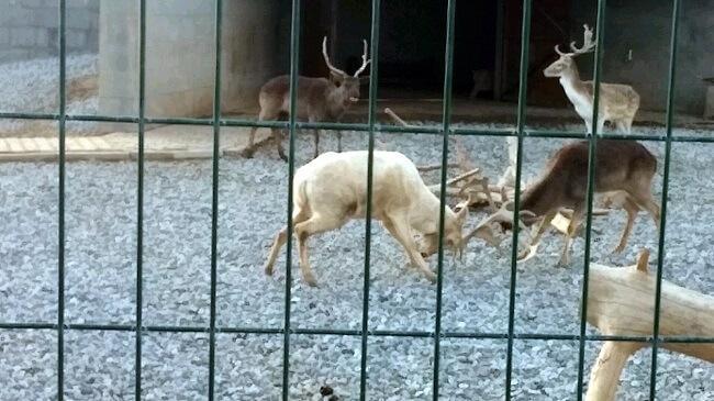 PHOTOS: Deer fight in Turkish zoo turns on keeper