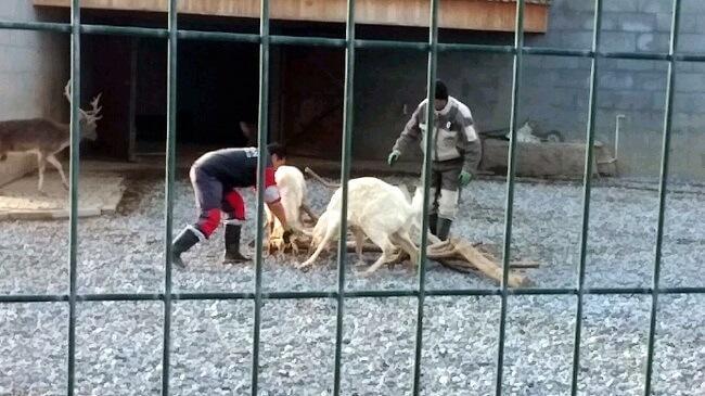 PHOTOS: Deer fight in Turkish zoo turns on keeper