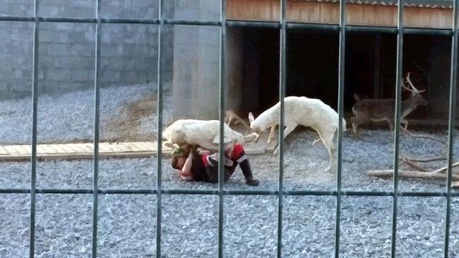PHOTOS: Deer fight in Turkish zoo turns on keeper