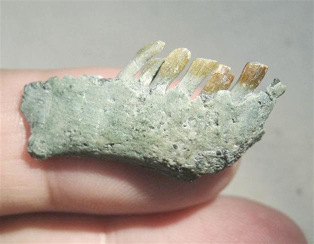T.Rex’s ‘bizarre’ vegetarian cousin puzzles science