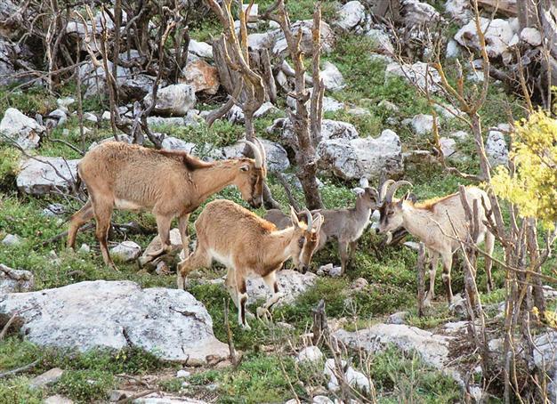Turkey allows hunting of wild animals in 21 provinces
