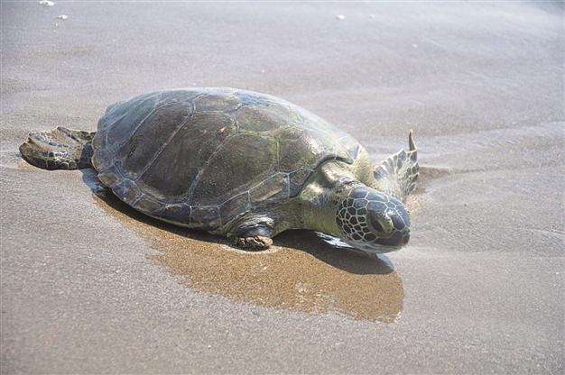 16 sea turtles released back into natural habitat in southern Turkey