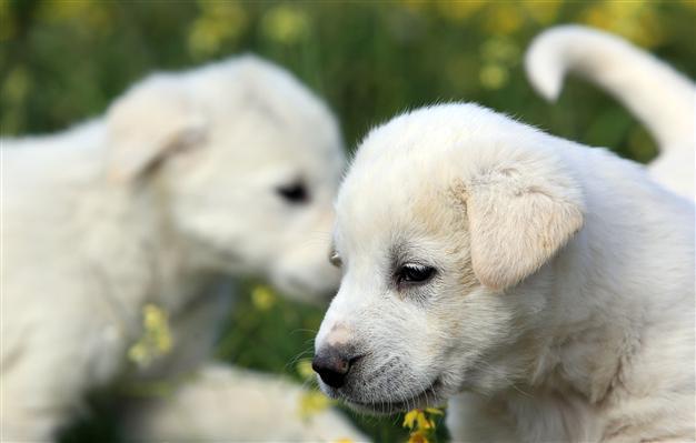 Turkish Akbaş dogs’ popularity on the rise
