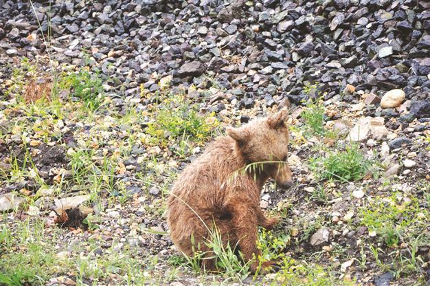 Wounded bear cub treated