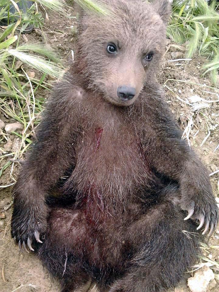 Wounded bear cub treated