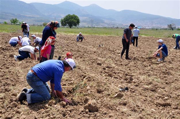 Olive trees replanted following night-time clear-cutting in Turkish town