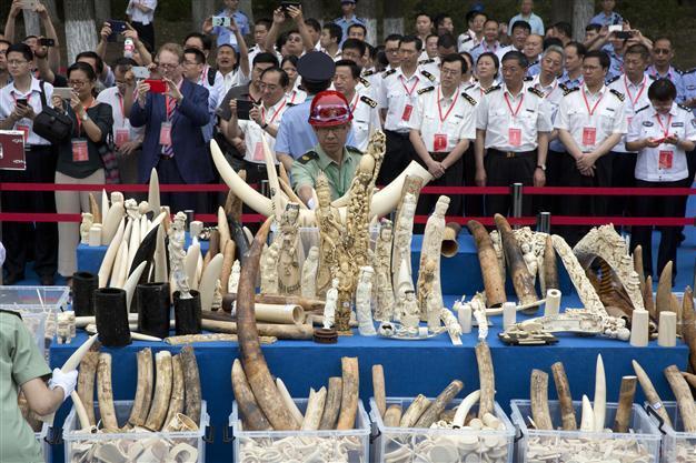China crushes half a tonne of ivory in symbolic gesture