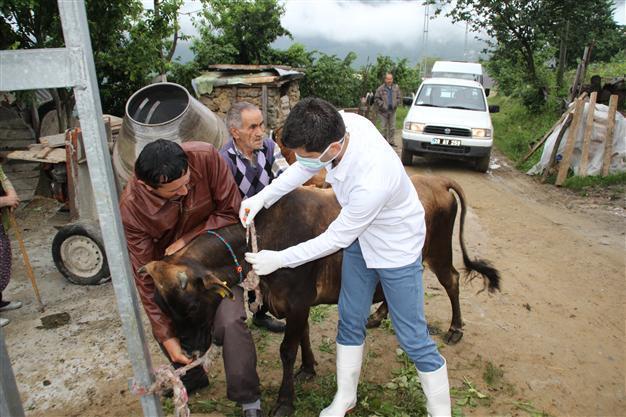 Five people diagnosed with anthrax in Black Sea village