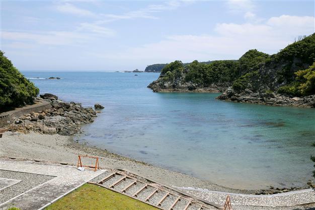 Half of live dolphins caught in Japan exported despite hunt outcry