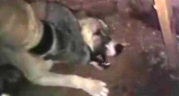 Soldiers charged for torturing a dog after footage posted online: Turkish General Staff