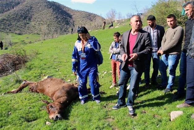 Mules not shot, jumped off cliff, says Turkish governor