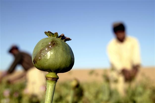 Record Afghan opium output sparks rise in cheaper heroin supply: UN