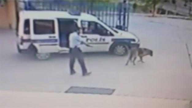 Police officer may face dismissal for shooting dog in western Turkey