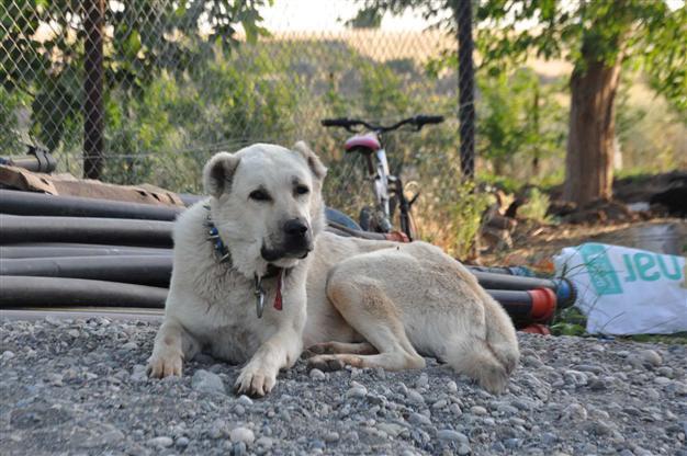 Two neighborhoods quarantined due to rabies in western Turkey