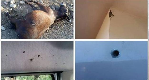 HDP deputy claims mules killed by Turkish military in Turkey’s southeast