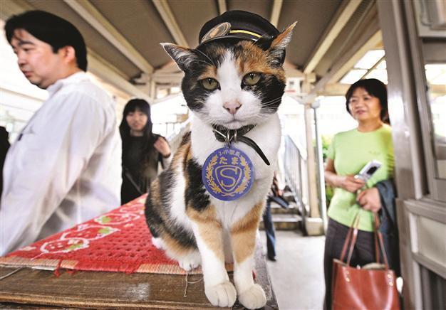 Cat stationmaster elevated as goddess