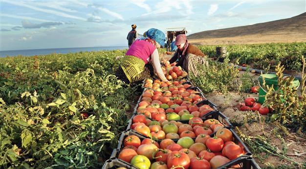 Female workers more victimized in agriculture sector