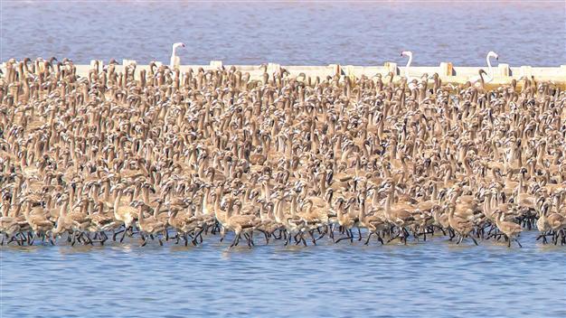 Artificial island for pelicans to be constructed, says İzmir mayor