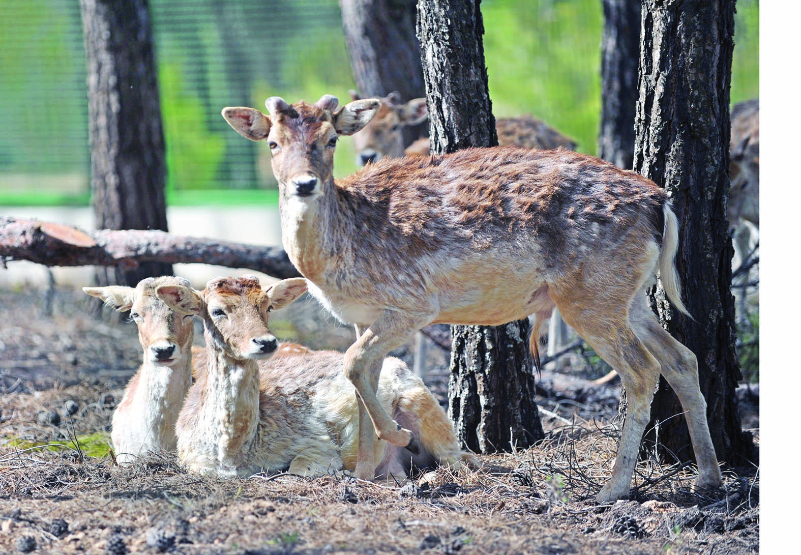 Turkey’s first Safari Park opens