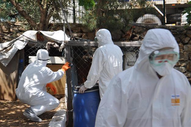 Bird flu cases detected in Istanbul’s Kartal, Arnavutköy: Report